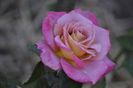 _DSC0022