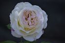 _DSC0038