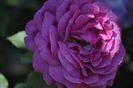 _DSC0059