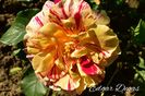 AddText_06-10-12.29.34