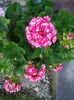 Scarlet Rosebud
