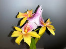 Miltonia Sunset