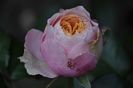 _DSC0005