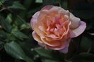 _DSC0007