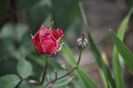 _DSC0033