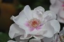 _DSC0040
