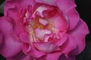 _DSC0042