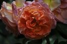 _DSC0051