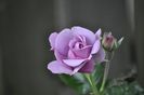 _DSC0292