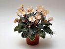 African-violet-Robs-Dandy-Lion-semimini