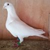 Mascul 18-008