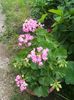 Australian Pink Rosebud