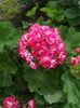 Scarlet Rosebud