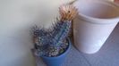 Austrocactus patagonicus (Austrocactus bertinii) (-20 C)