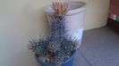 Austrocactus patagonicus (Austrocactus bertinii) (-20 C)