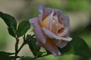 _DSC0580