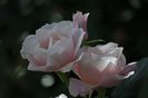 _DSC0613