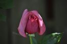 _DSC0644
