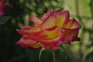 _DSC0725