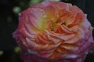 _DSC0749