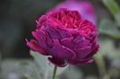 _DSC0767