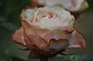 _DSC0778
