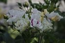 _DSC0816