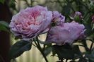 _DSC0820