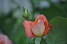 _DSC0829