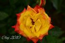 AddText_06-13-12.09.28