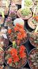 IMG-20210609-WA0034
