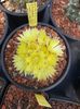IMG-20210609-WA0029