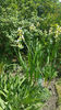 iris siberica alba