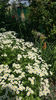 Tanacetum parthenium(Spilcuță)