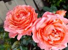 Pink abundance