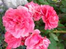 Rosarium uetersen