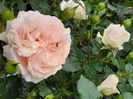 Garden of roses