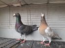 Mascul indigo, hetero rubella și fem gold indigo