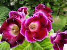 Gloxinia Prins Albert