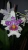 beallara "Big shot hilo sparkle"