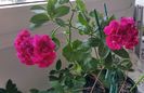 muscata curgatoare si dipladenia