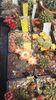 IMG-20210616-WA0010