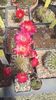 IMG-20210616-WA0006