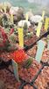 IMG-20210616-WA0007