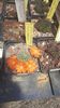IMG-20210616-WA0008