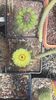 IMG-20210616-WA0003