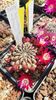 IMG-20210611-WA0025