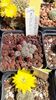 IMG-20210611-WA0007
