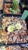 IMG-20210611-WA0008