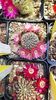 IMG-20210611-WA0005